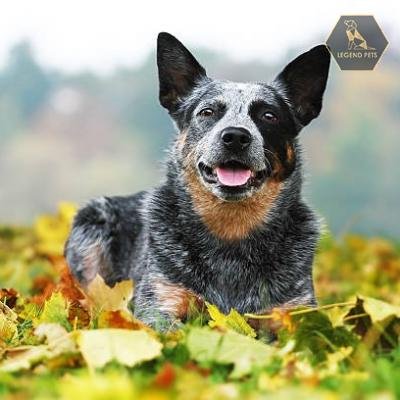 Blue Heeler