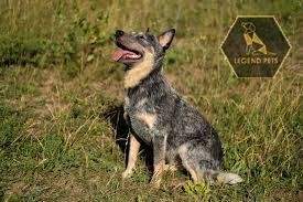 Blue Heeler Mix