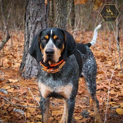 Bluetick Coonhound