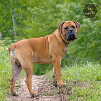 Boerboels