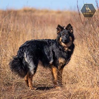 Bohemian Shepherd