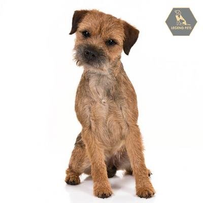 Border Terrier