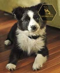 Border Collie Mix