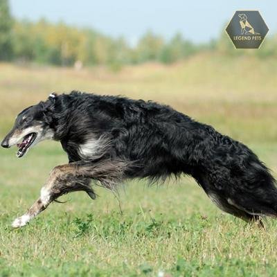 Borzoi