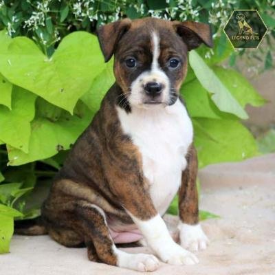 Boston Terrier Mix
