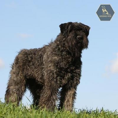 Bouvier des Flandres