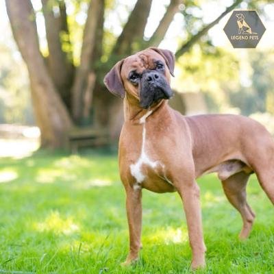 Boxer/Bulldog