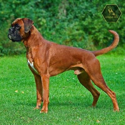 Boxer