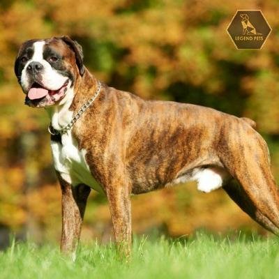Boxer Mix