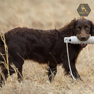 Boykin Spaniel