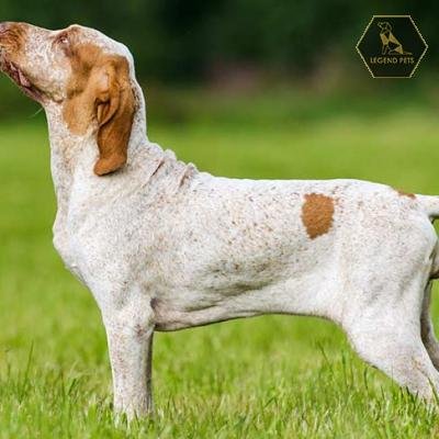 Bracco Italiano