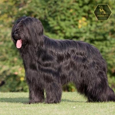 Briard