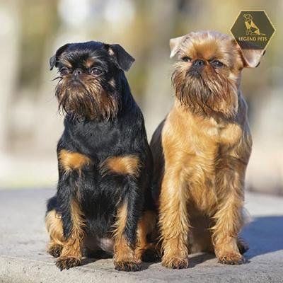 Brussels Griffon