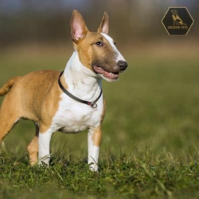 Bull Terrier