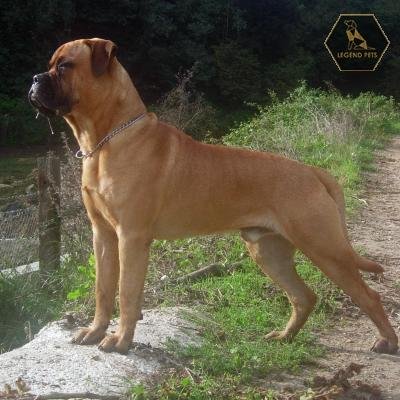 Bull Mastiff Hybrid