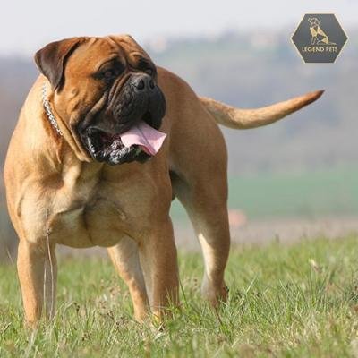 Bullmastiff