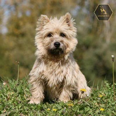 Cairn Terrier Mix