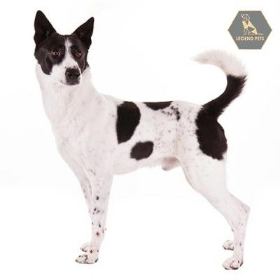 Canaan Dog