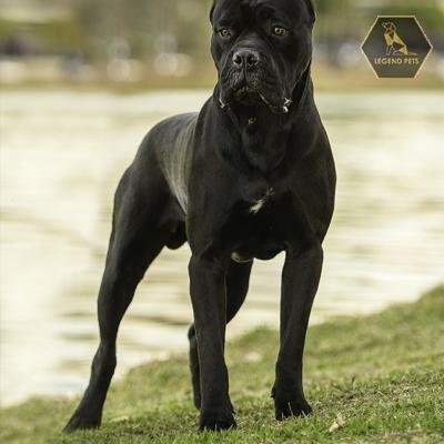 Cane Corso (Italian Mastiff) Mix