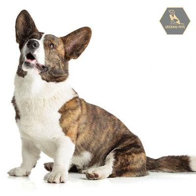 Cardigan Welsh Corgi