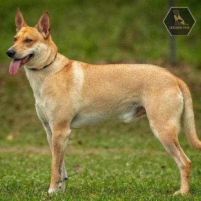 Carolina Dog
