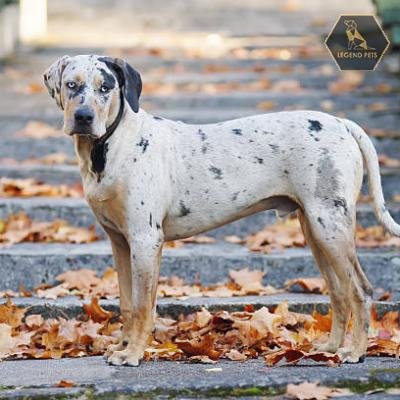 Catahoula Leopard Dog Hybrid