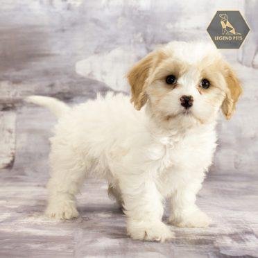 Cavachon