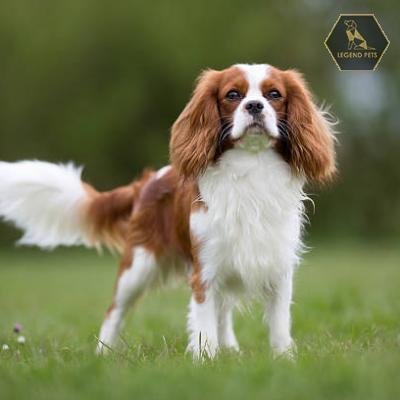 Cavalier King Charles Spaniel
