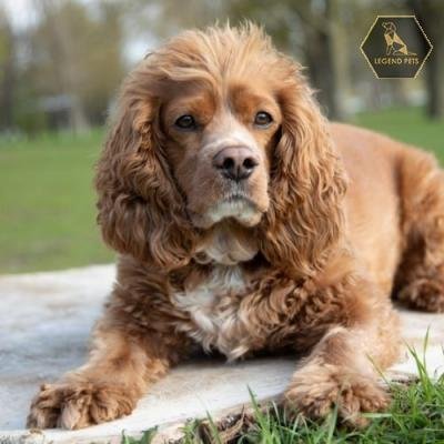 Cavalier Mix