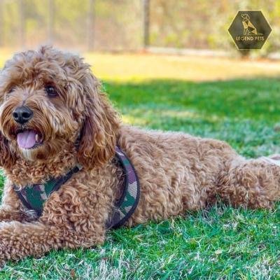 Cavapoo