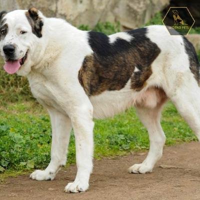 Central Asian Shepherd Dog