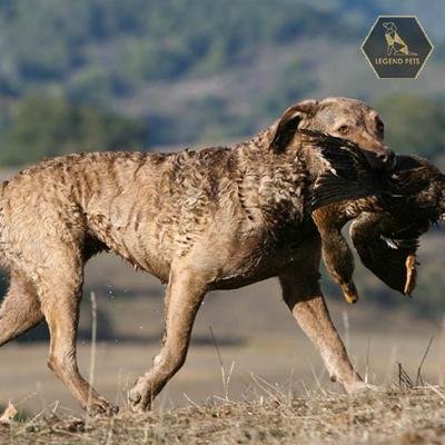 Chesapeake Bay Retriever