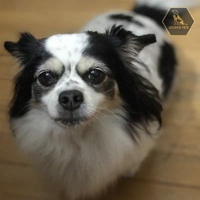 Chihuahua Mix