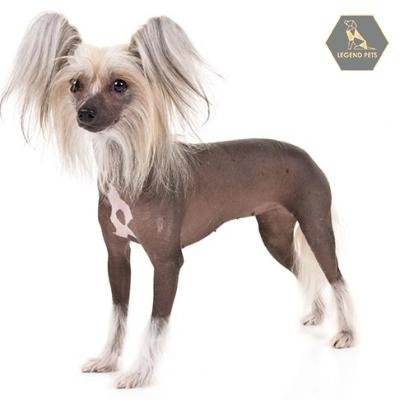 Chinese Crested
