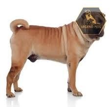 Chinese Shar-Pei