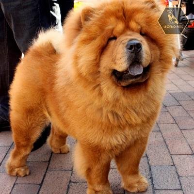 Chow Chow