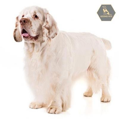 Clumber Spaniel