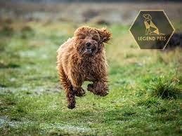 Cockapoo