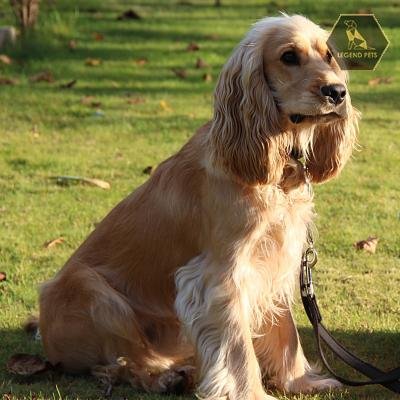 Cocker Spaniel