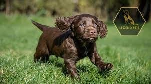 Cocker Spaniel Mix