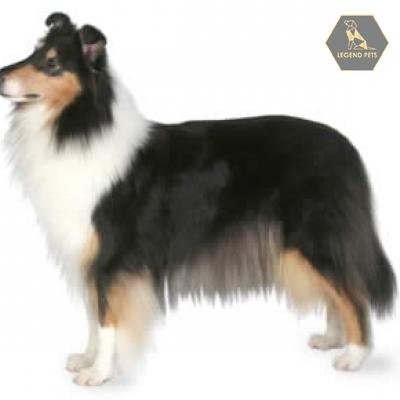 Collie
