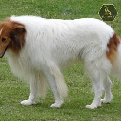 Collie Mix
