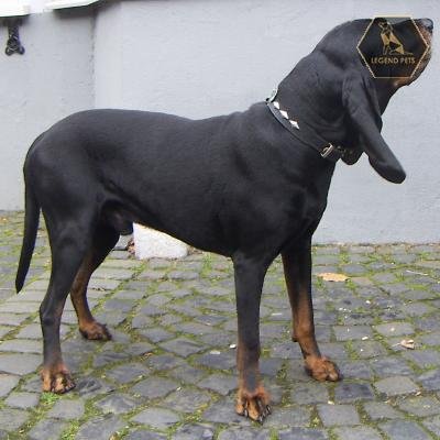Coonhound