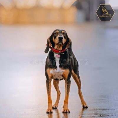 Coonhound Mix