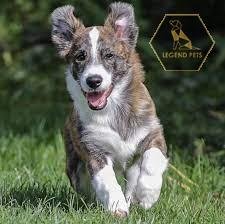 Corgipoo