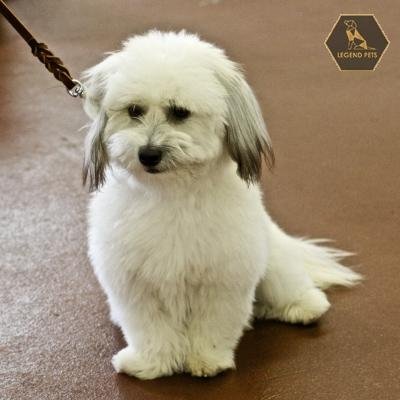 Coton De Tulear
