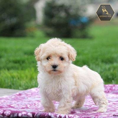 Coton de Tulear Mix