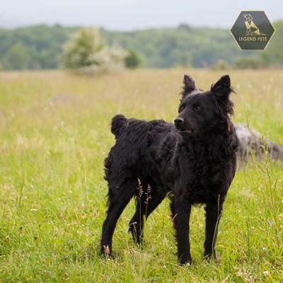 Croatian Sheepdog
