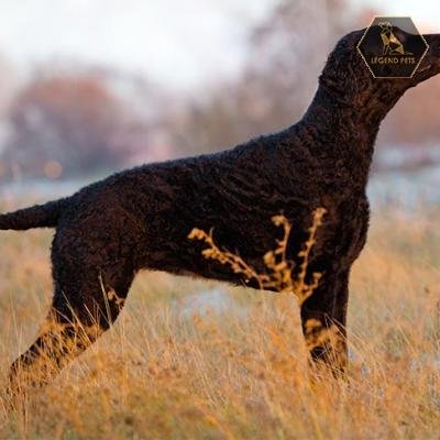 Curly-Coated Retriever