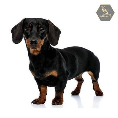 Dachshund